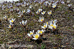 Blühende Frühlings-Anemonen (21.05.2020, C161384)