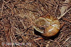 Photo: Baumschnirkelschnecke (Arianta arbustorum)