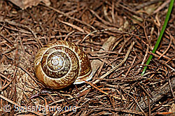 Photo: Gefleckte Schnirkelschnecke (Arianta arbustorum)