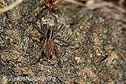 Pardosa monticola (Wolfspinne) (C161486) Pardosa monticola (Wolfspinne) (C161486)