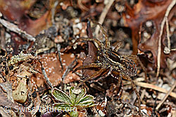 Pardosa monticola (Wolfsspinne) (C161496) Pardosa monticola (Wolfsspinne) (C161496)