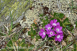 Foto: Rote Felsen-Primel (Primula hirsuta)