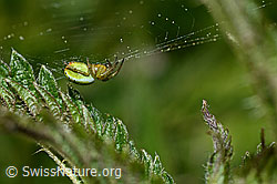 Kürbisspinne (Araniella cucurbitina) im Netz (22.05.2020, C161587)
