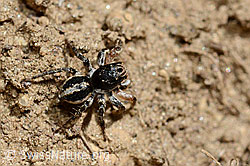 V-Fleck-Springspinne (Aelurillus v-insignitus), Männchen (C161829)
