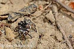 V-Fleck-Springspinne, Männchen (Aelurillus v-insignitus) (C161831)
