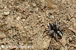V-Fleck-Springspinne, Männchen (Aelurillus v-insignitus) (C161835)