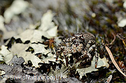 V-Fleck-Springspinne (Aelurillus v-insignitus) (C161887)