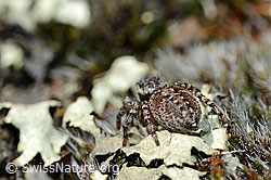 V-Fleck-Springspinne (Aelurillus v-insignitus). Weibchen (C161889)