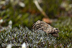 Oedipoda caerulescens (C161898)
