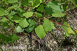 Espe (Populus tremula) mit Eigelege (24.05.2020, C161921)