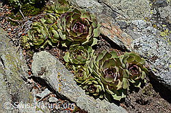 Echte Hauswurz (Sempervivum tectorum) (24.05.2020, C161979)