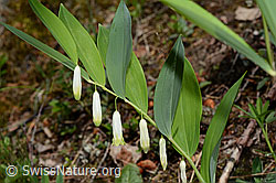 Echtes Salomonssiegel (Polygonatum odoratum) (24.05.2020, C161989)