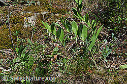 Echtes Salomonssiegel (Polygonatum odoratum) (24.05.2020, C161990)