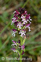 Schwärzliches Knabenkraut (Orchis ustulata) (C161991) Schwärzliches Knabenkraut (Orchis ustulata) (C161991)