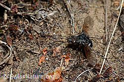 Schwarzer Wollschweber (Bombylius ater) (24.05.2020, C162010)
