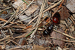 Rossameise (Camponotus cruentatus) (C162029)
