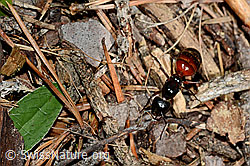 Rossameise (Camponotus cruentatus) (C162032)