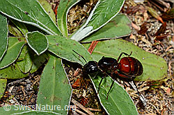 Rossameise (Camponotus cruentatus) (C162035)