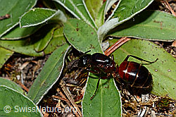 Rossameise (Camponotus cruentatus) (C162038)