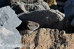 Chionomys nivalis (C162282)