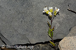 Alpen-Gänsekresse (Arabis alpina) (C162293)
