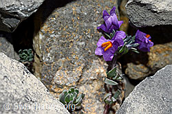 Linaria alpina (C162304)