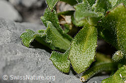 Arabis alpina (C162323)