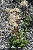 C162411: Alpen-Pestwurz (Petasites paradoxus)