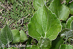 Petasites paradoxus (C162413)