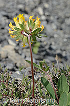 Alpen-Wundklee (Anthyllis vulneraria ssp. alpestris) (C162414) Alpen-Wundklee (Anthyllis vulneraria ssp. alpestris) (C162414)