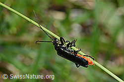 Schwarzer Sumpf-Weichkäfer (Cantharis paludosa) (C162423) Schwarzer Sumpf-Weichkäfer (Cantharis paludosa) (C162423)