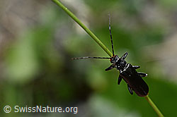 Schwarzer Sumpf-Weichkäfer (Cantharis paludosa) (05.2020, C162430)