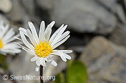 Alpenmasslieb (Aster bellidiastrum) (05.2020, C162445)