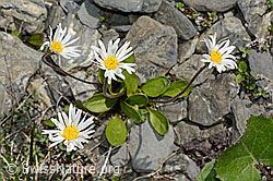 Alpenmasslieb (Aster bellidiastrum) (05.2020, C162446)