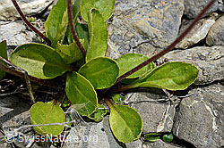 Alpenmasslieb (Aster bellidiastrum) (C162447) Alpenmasslieb (Aster bellidiastrum) (C162447)