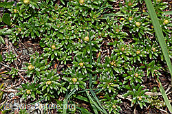 Bewimperter Steinbrech (Saxifraga aizoides) (C162448) Bewimperter Steinbrech (Saxifraga aizoides) (C162448)