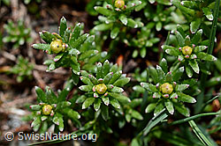 Bewimperter Steinbrech (Saxifraga aizoides) (C162449) Bewimperter Steinbrech (Saxifraga aizoides) (C162449)