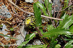 Hallers Margerite (Leucanthemopsis halleri) (C162451) Hallers Margerite (Leucanthemopsis halleri) (C162451)