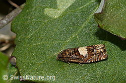 Huflattich-Wickler (Epiblema sticticana) (C162465) Huflattich-Wickler (Epiblema sticticana) (C162465)
