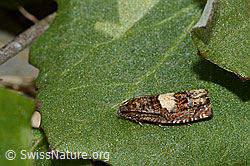 Huflattich-Wickler (Epiblema sticticana) (C162467) Huflattich-Wickler (Epiblema sticticana) (C162467)