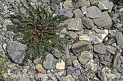 Berg-Spitzkiel (Oxytropis jacquinii) (C162481) Berg-Spitzkiel (Oxytropis jacquinii) (C162481)