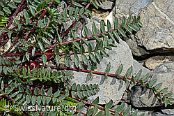 Berg-Spitzkiel (Oxytropis jacquinii) (C162482) Berg-Spitzkiel (Oxytropis jacquinii) (C162482)