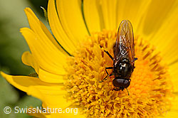 Grossköpfige Gemswurz (Doronicum grandiflorum)