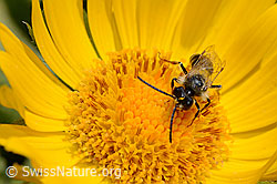 Grossköpfige Gemswurz (Doronicum grandiflorum)