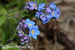 Alpen-Vergissmeinnicht (Myosotis alpestris) (C162513) Alpen-Vergissmeinnicht (Myosotis alpestris) (C162513)