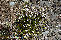 Alpen-Gänsekresse (Arabis alpina) (C162518) Alpen-Gänsekresse (Arabis alpina) (C162518)