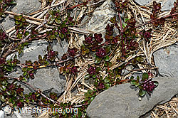 Vielhaariger Thymian (Thymus polytrichus) (C162519) Vielhaariger Thymian (Thymus polytrichus) (C162519)