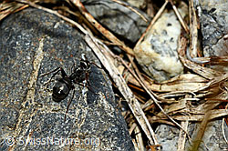 Ameise (Tapinoma erraticum) (C162522) Ameise (Tapinoma erraticum) (C162522)