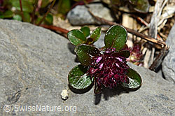 Vielhaariger Thymian (Thymus polytrichus) (05.2020, C162525)