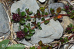 Vielhaariger Thymian (Thymus polytrichus) (05.2020, C162527)